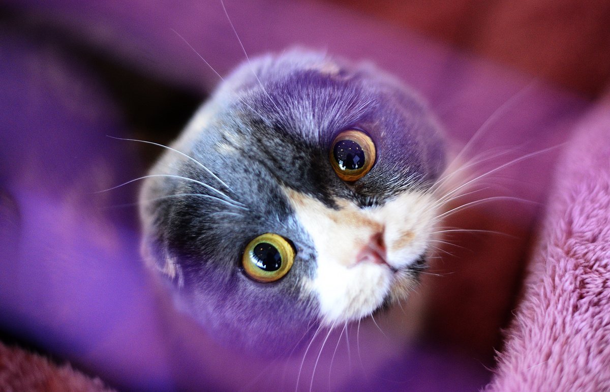 Фиолетовый кот видео. Лиловый шотландский скоттиш фолд. Шотландская вислоухая лиловая. Лиловый шотландский вислоухий кот. Шотландец вислоухий кот лилово-фиолетовый.