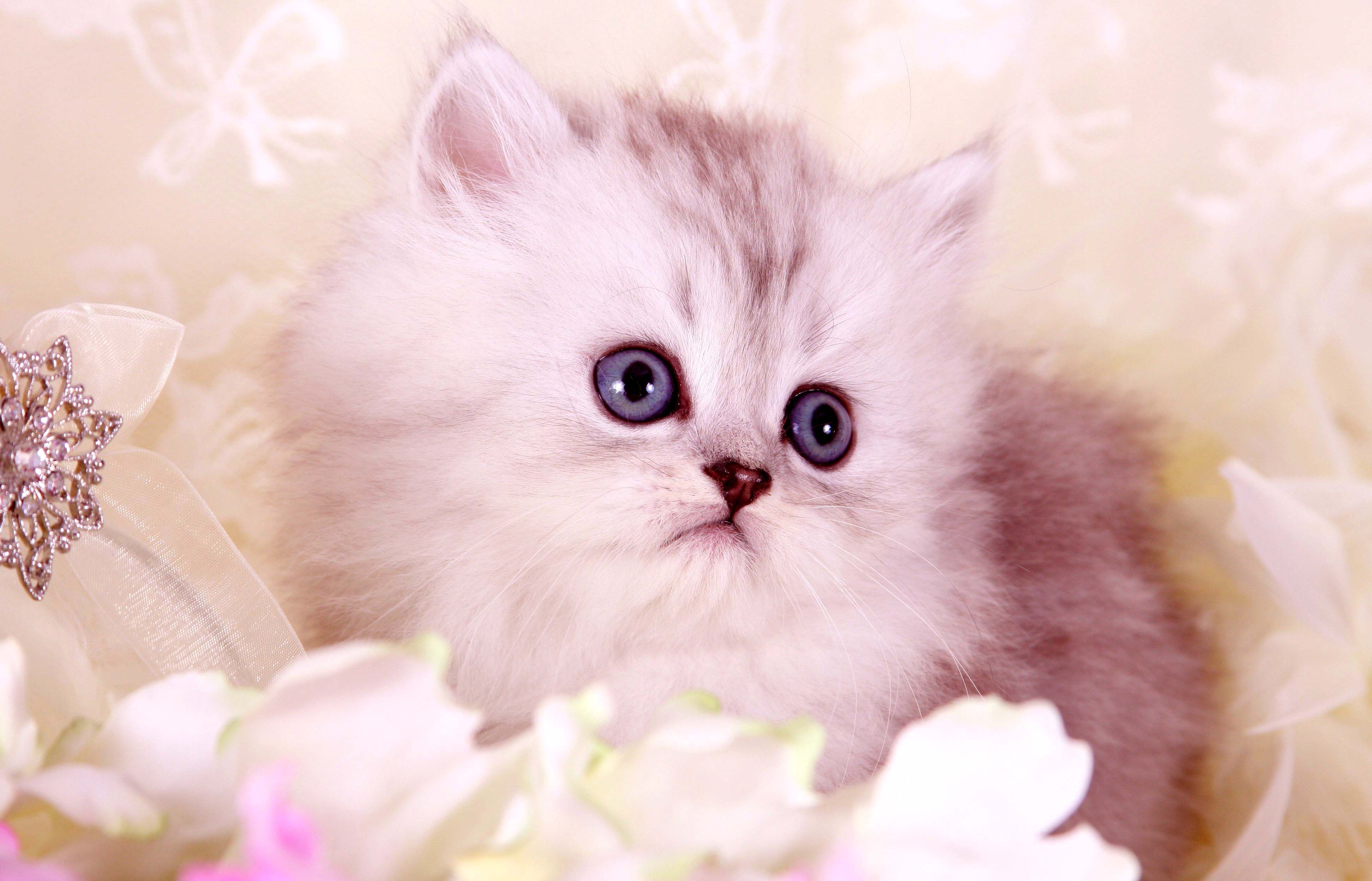 Видео красивых милашек. Красивые котята. Пушистые котята. Милые котята. Красивые котики.