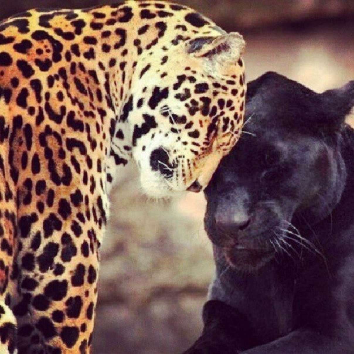 Пантера и леопард