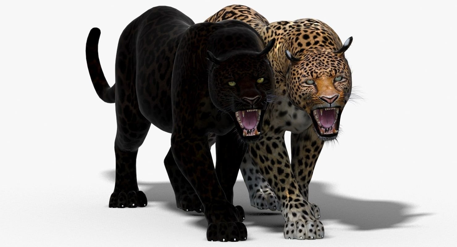Черная Пантера И Леопард