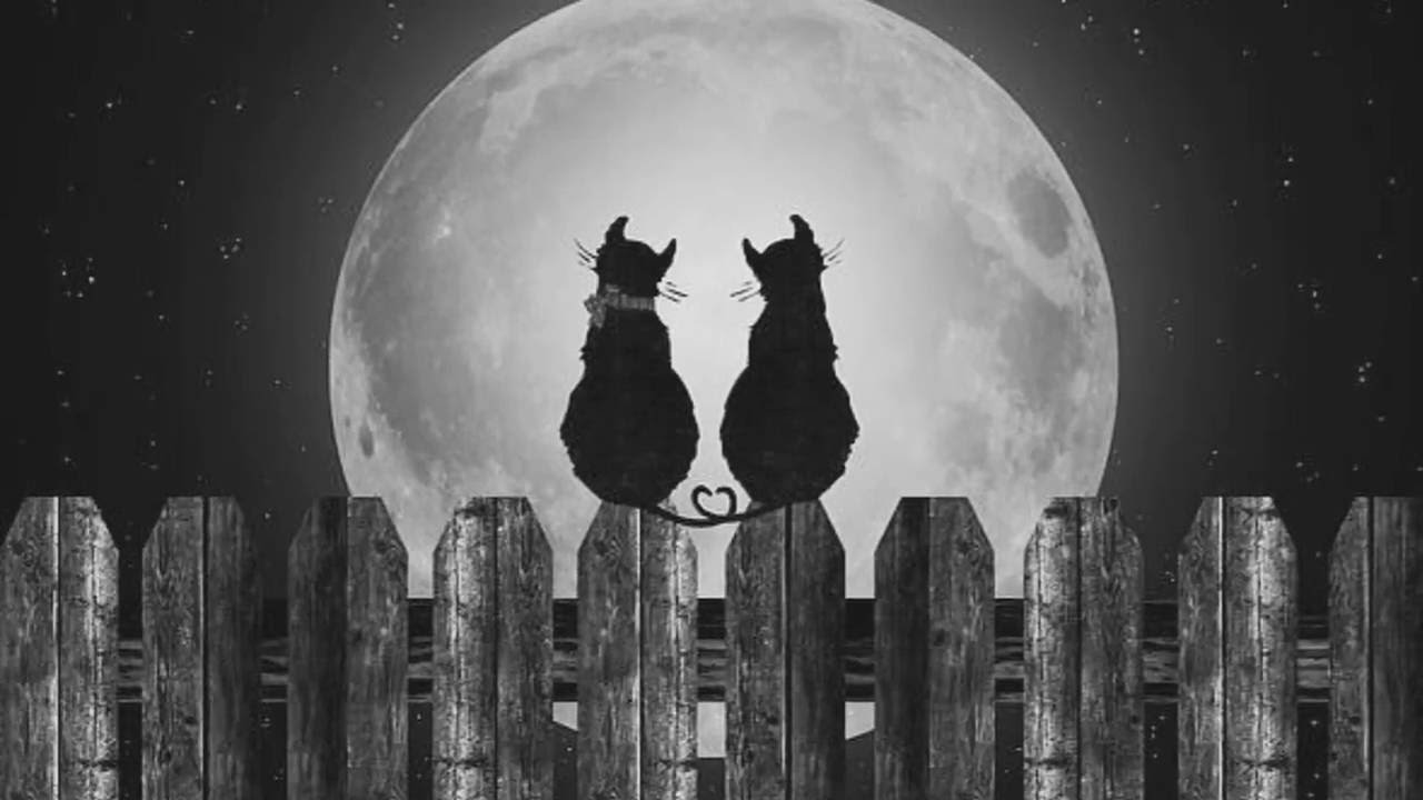 Кот и кошка на крыше под луной