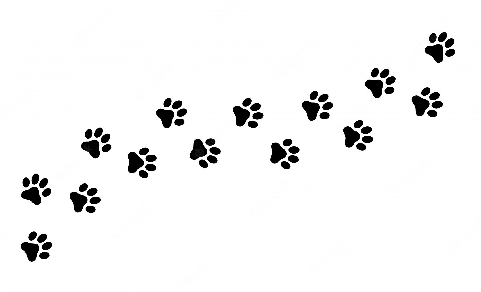 Отпечатки лап собаки и кошки