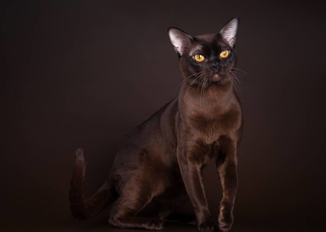 Бурманская кошка шоколадная. Европейская Бурма кошка. Бурманская порода кошек. Котята породы Бурма. Бурманская кошка красная.