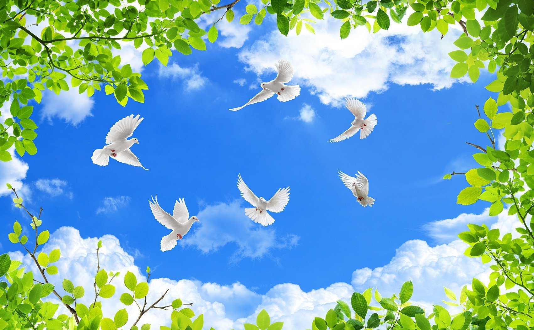 Птица мира на голубом небе