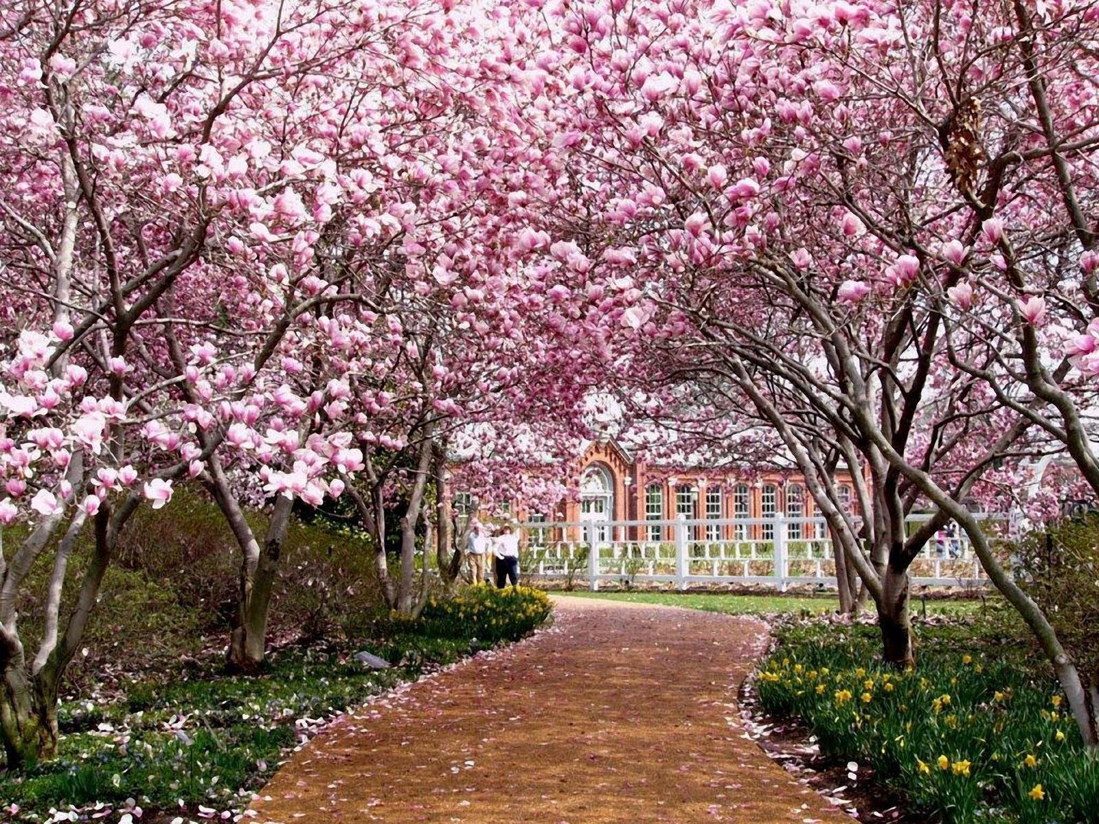 Сакура цветет в саду. Сад Василеостровец Сакура. Екатерининский парк цветущие вишни. Яблоневый сад в Японии. Сакура Яэдзакура.