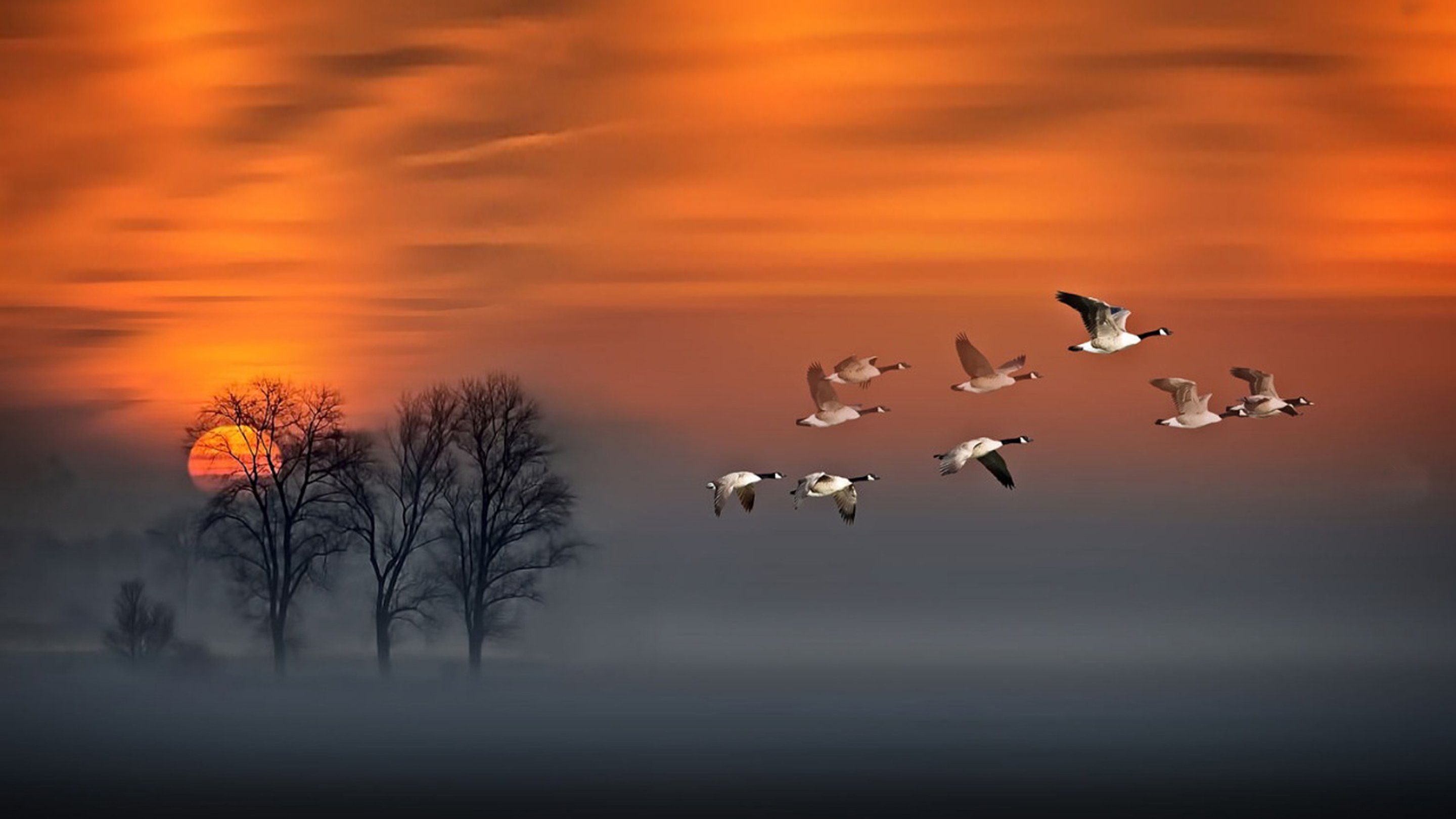 Летящие осенью журавли. Стая птиц. Птицы улетают на Юг. Журавль в небе. Пейзаж с журавлями.