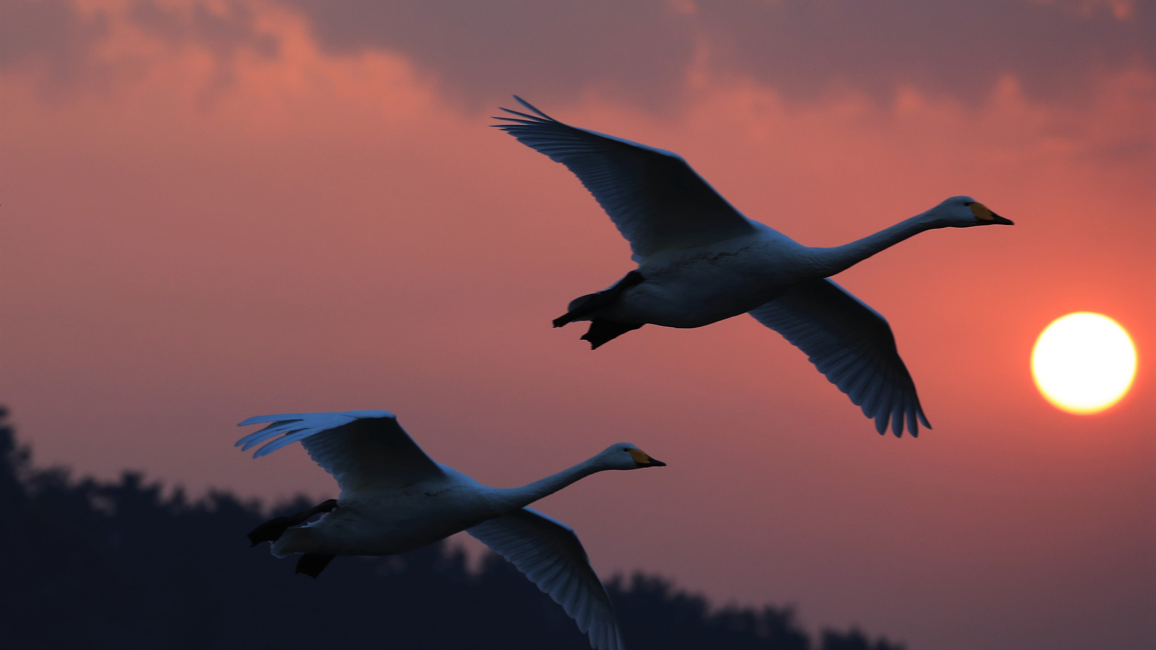 Лебедушка летала песня. Стая лебедей. Лебеди в небе. Журавль в полете. Птица в полете.