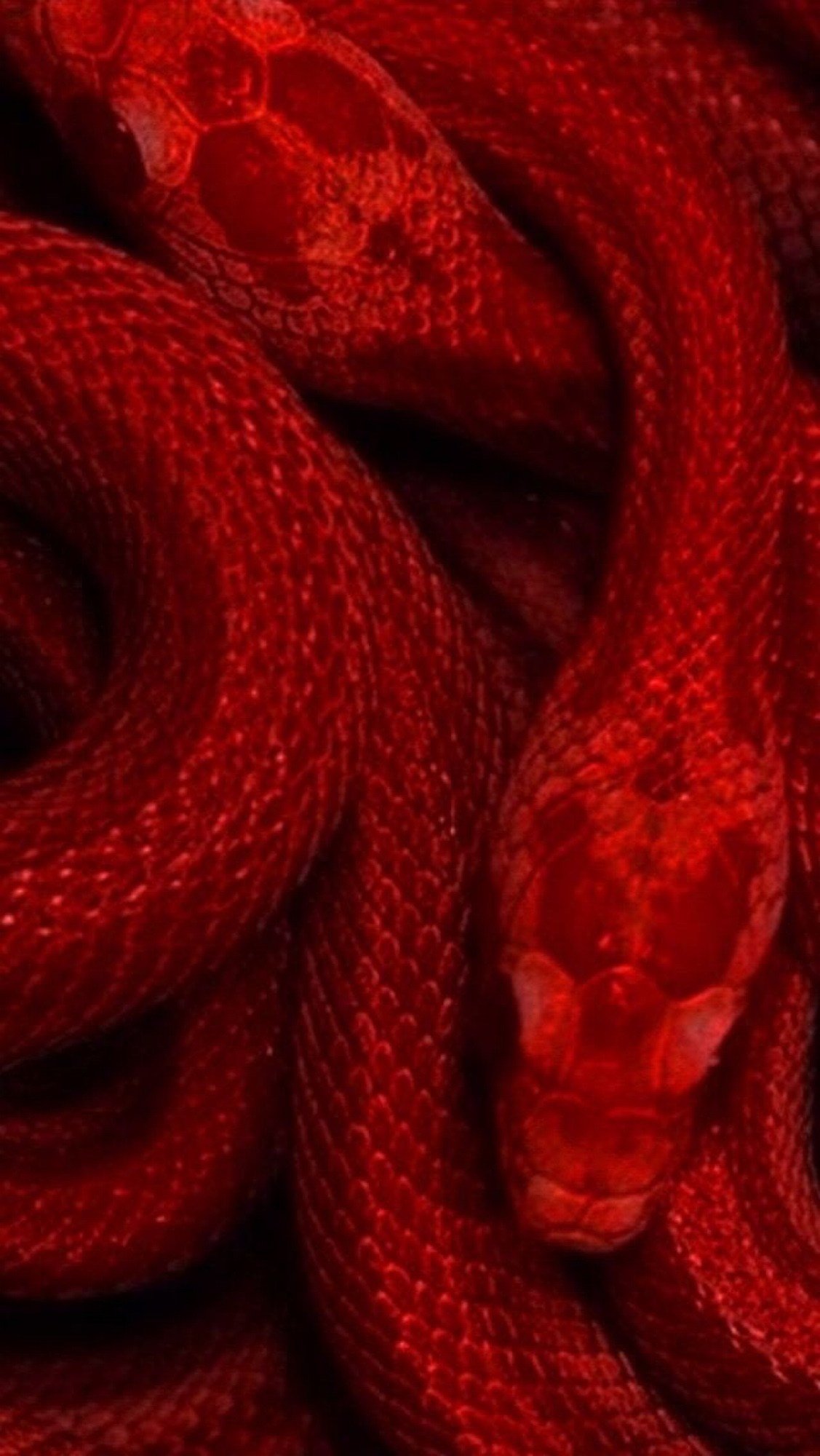 Змея на Красном фоне