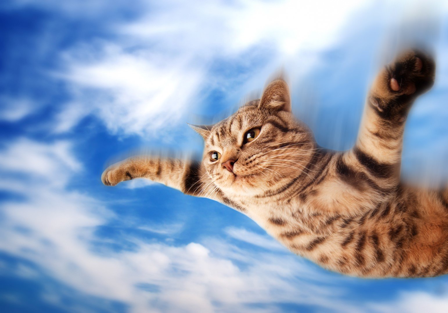 Кошки полетели. Кот летит. Летающие коты. Котенок в полете. Кот на фоне неба.
