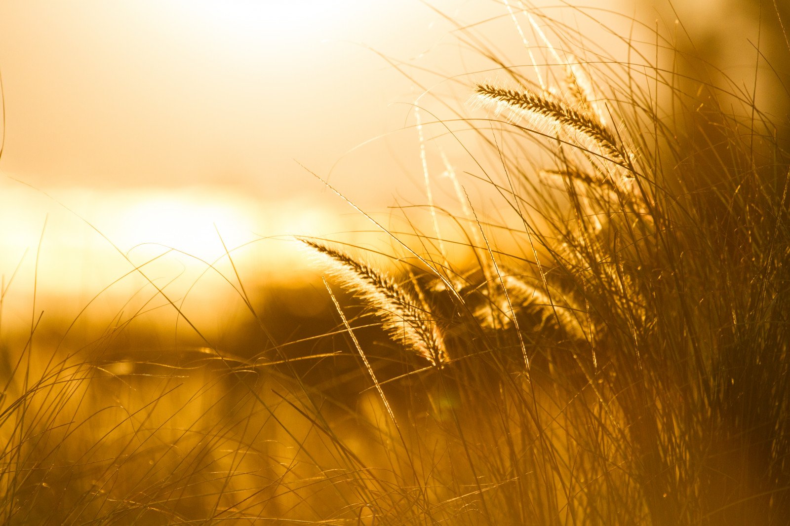 В тишине полей наливаются золотом колосья. Колосья на рассвете. Поле пшеницы. Колосья солнце. Колосья на закате.