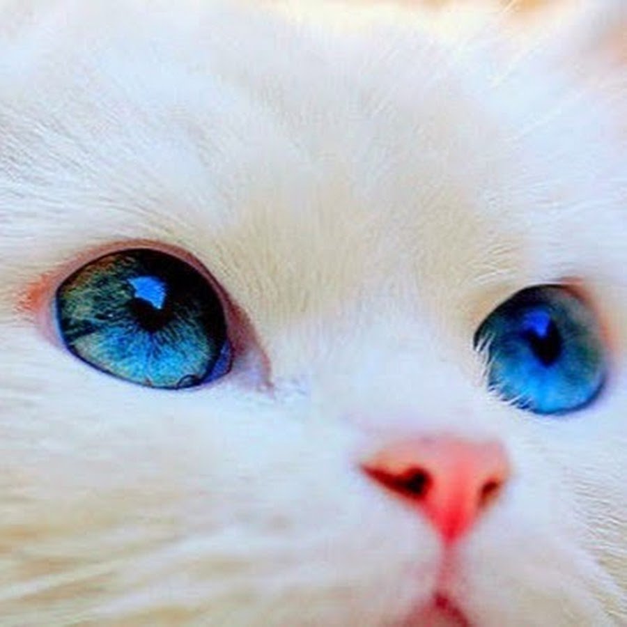 Кошка с голубыми глазками