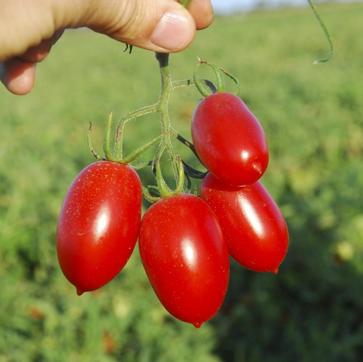 Первые семена томаты. Томат Санмино. Томат черри сливовидный. Томат f1 натус. Черри де Барао.