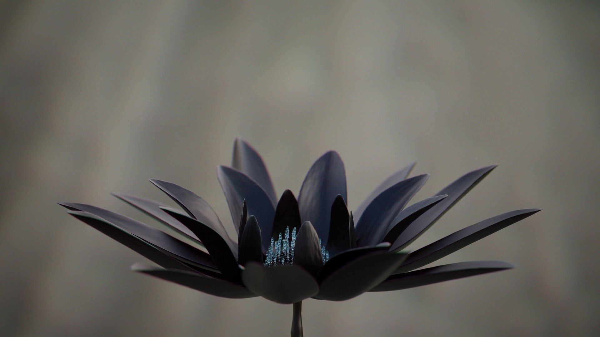 Черный лот. Черный Лотос цветок. Темный Лотус. Black Lotus (черный Лотос). Лотус МТГ.