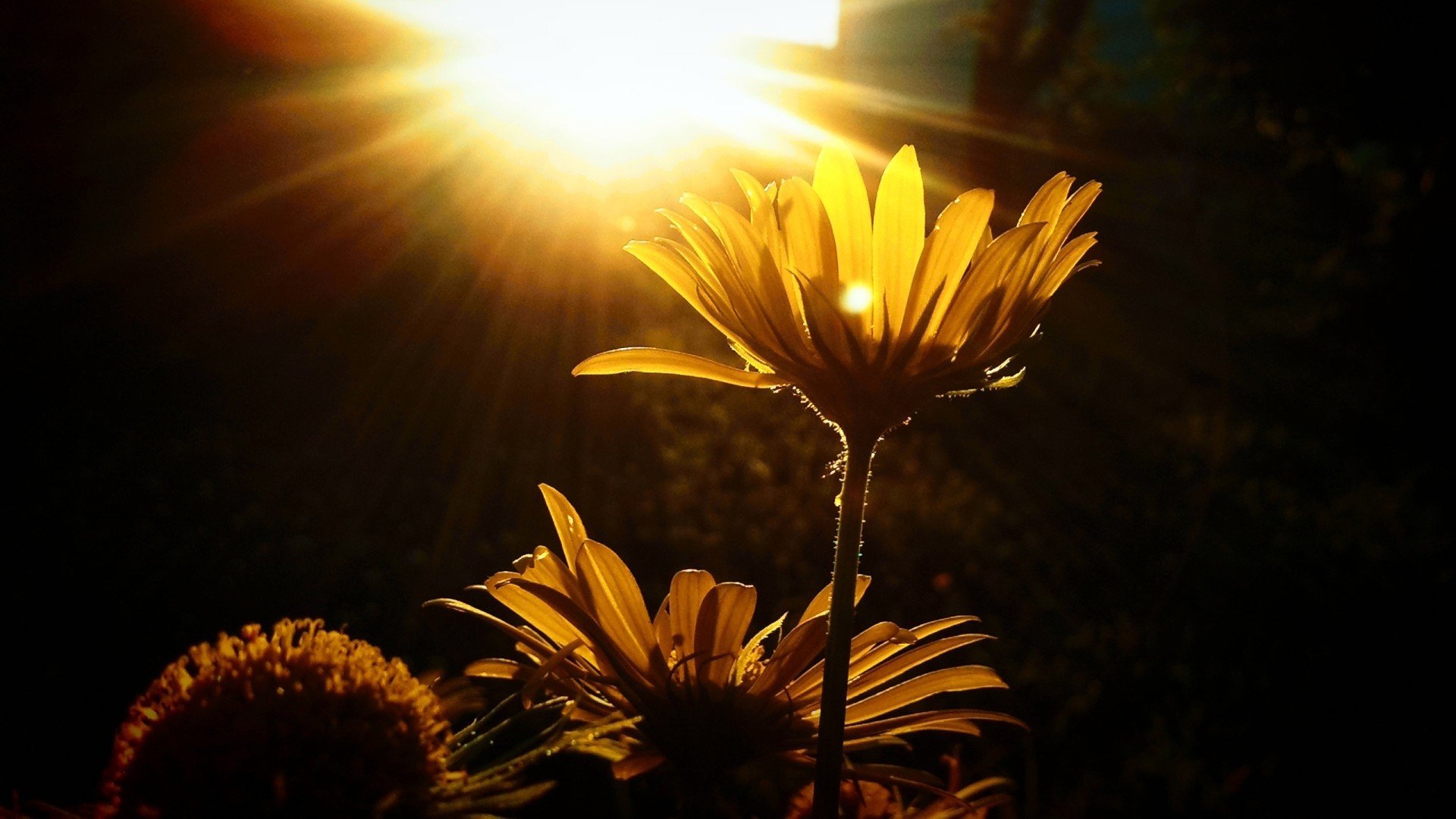 Цветы освещенные солнцем