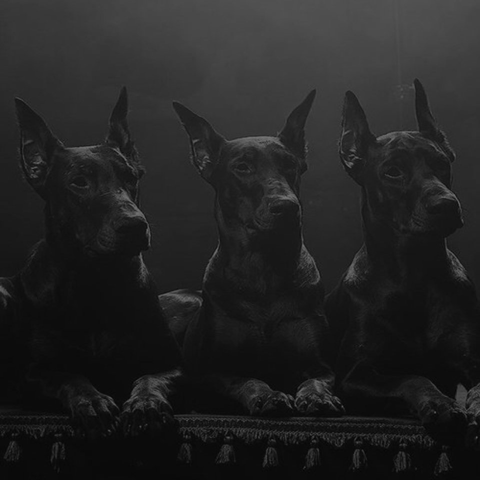 Три собаки в темноте
