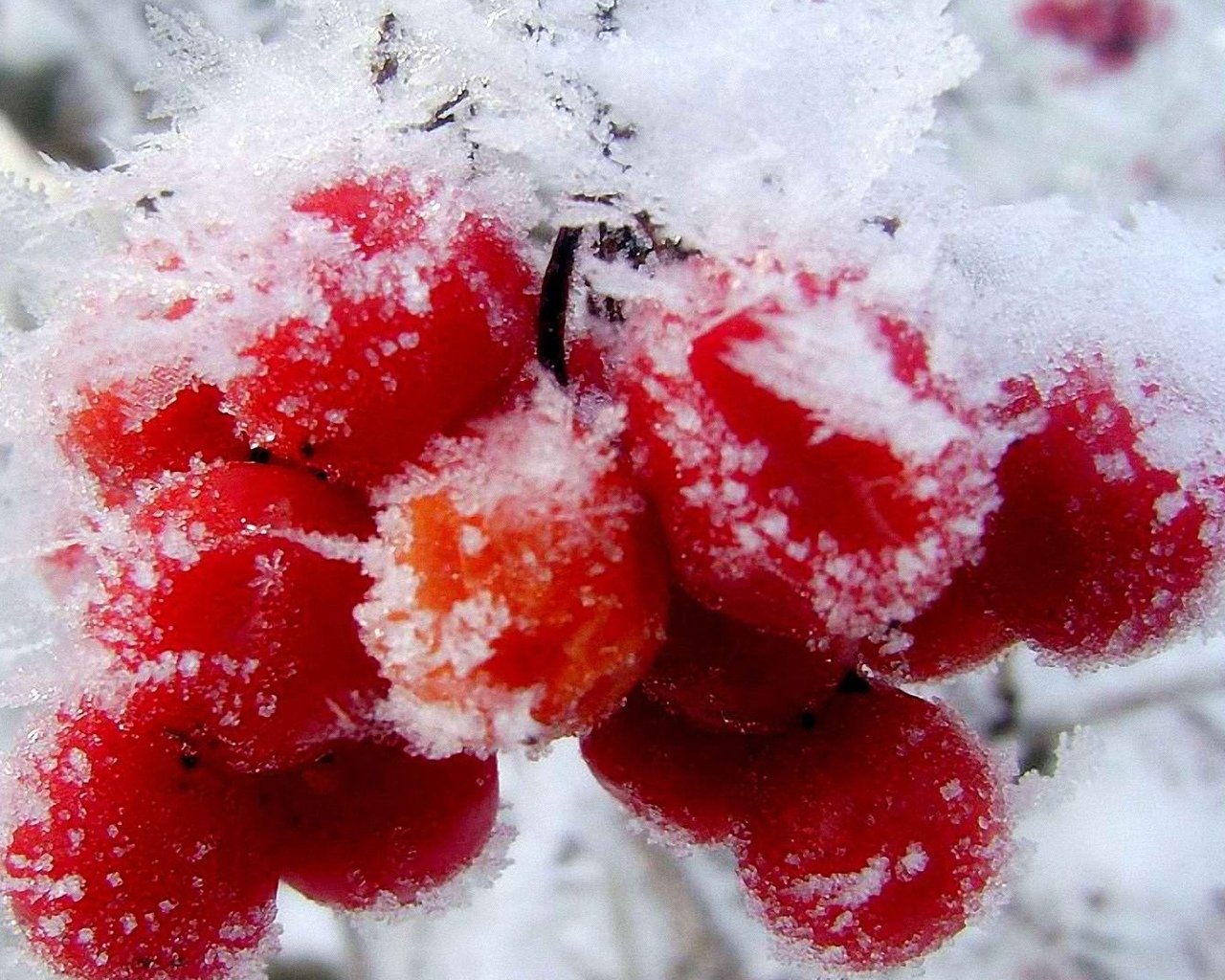 Красная снежка. Рябина во льду. Рябина заморозки. Зимние заморозки.
