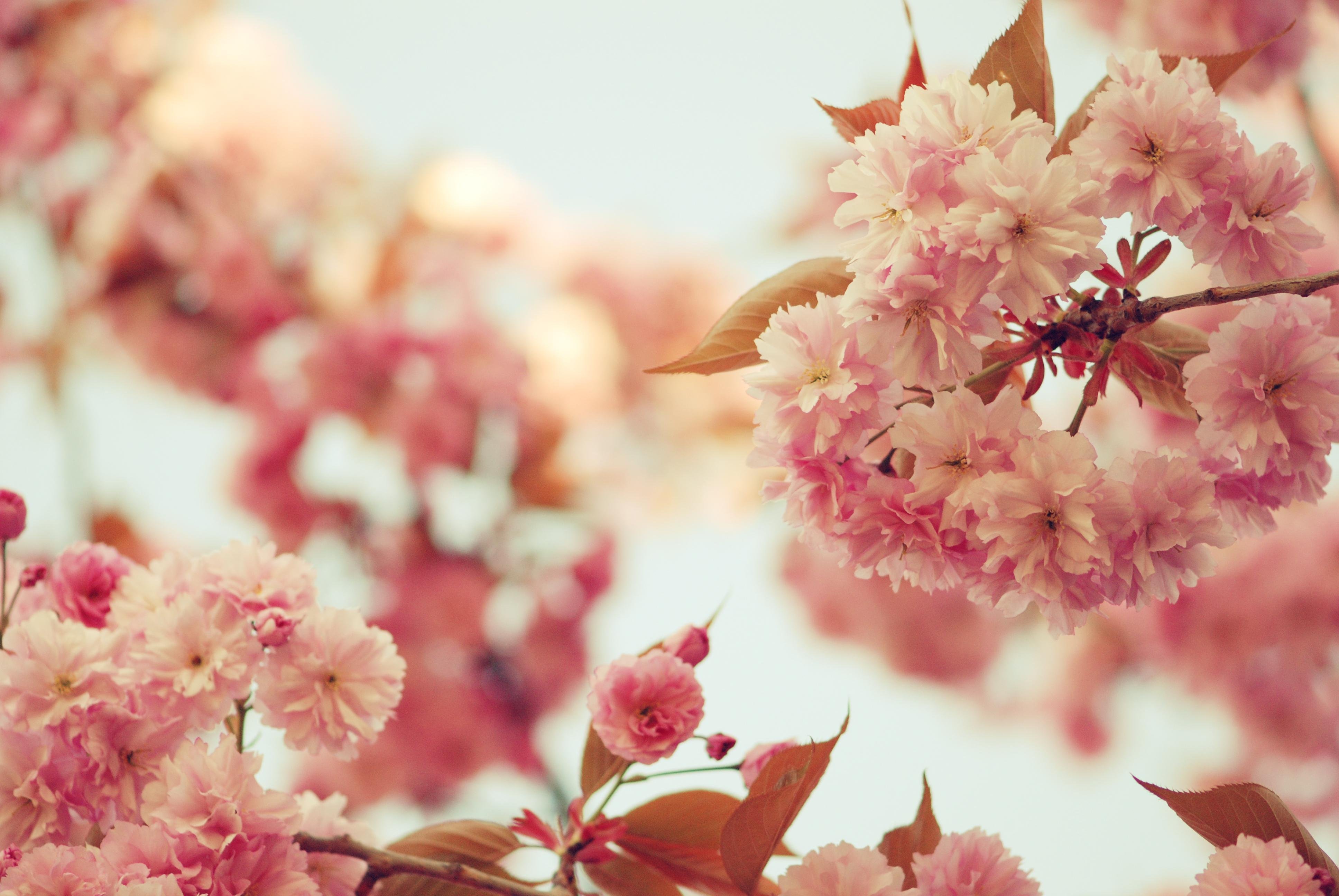 Весенние эстетичные обои. Весенний фон на рабочий стол. Розовые цветы. Цветочный фон на рабочий стол. Цветы Сакуры.
