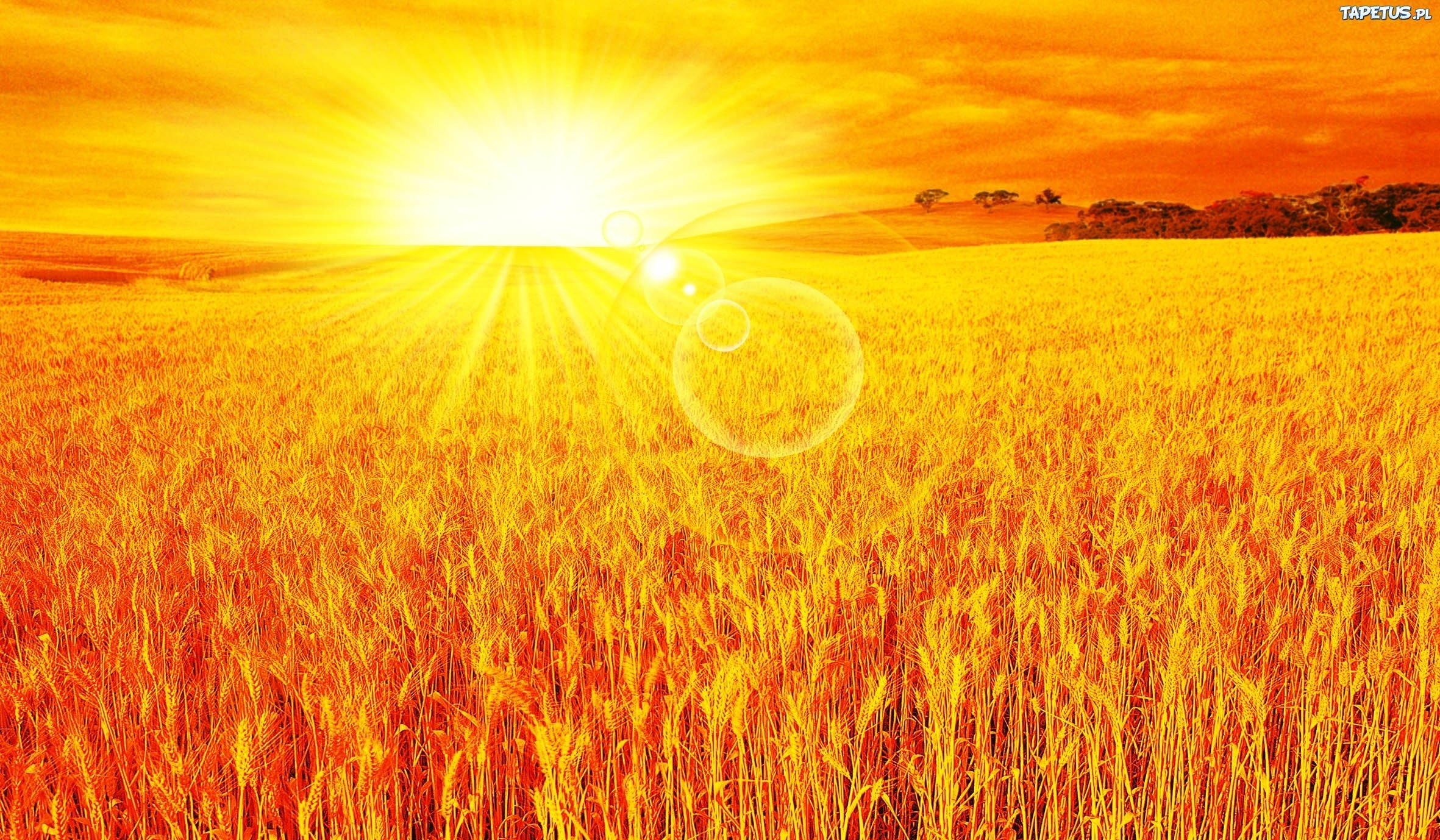 Вечером заря желто зеленой лентой перехватила. Золотое пшеничное поле Украина. Поле солнце. Желтое солнце. Рожь солнце.