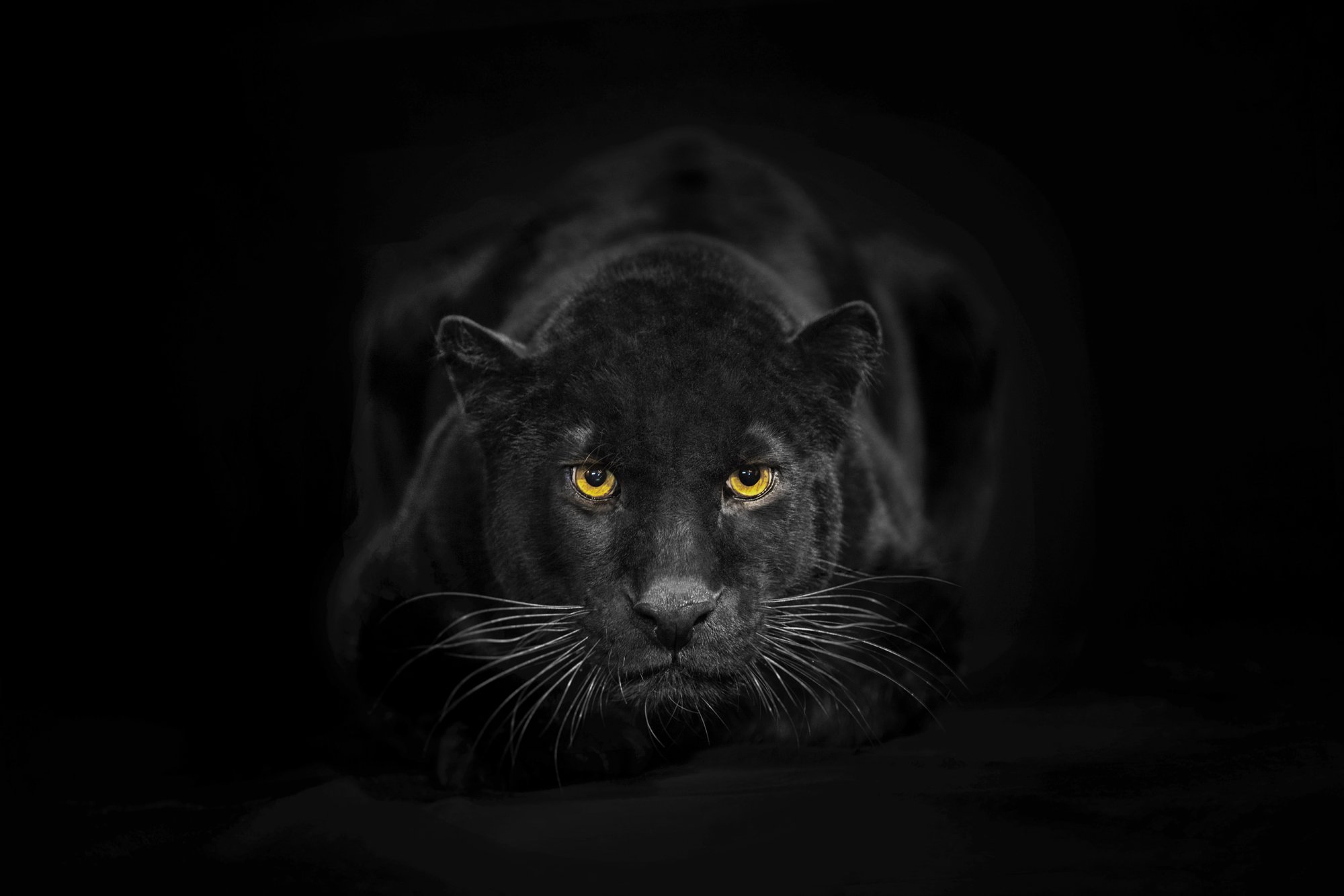 Черная картинка. Shaaz Jung черная пантера. Черная пантера на черном фоне. Обои на рабочий стол пантера. Глаза пантеры в темноте.