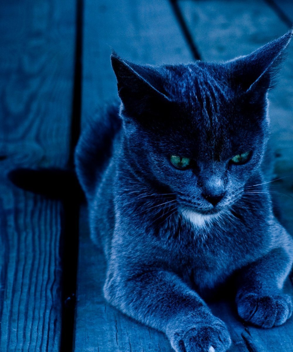 кот на синем фоне картинки