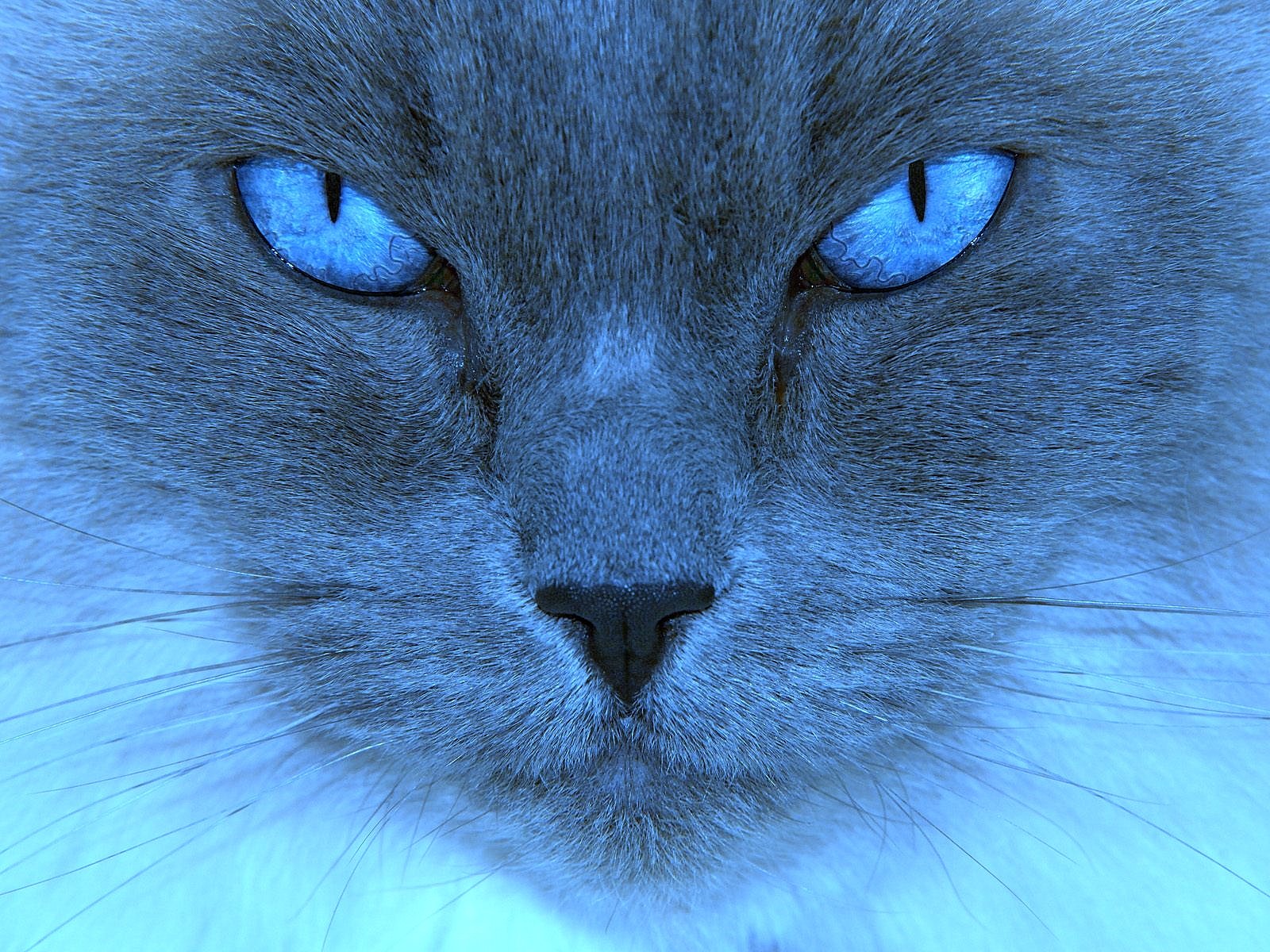 кот на синем фоне картинки