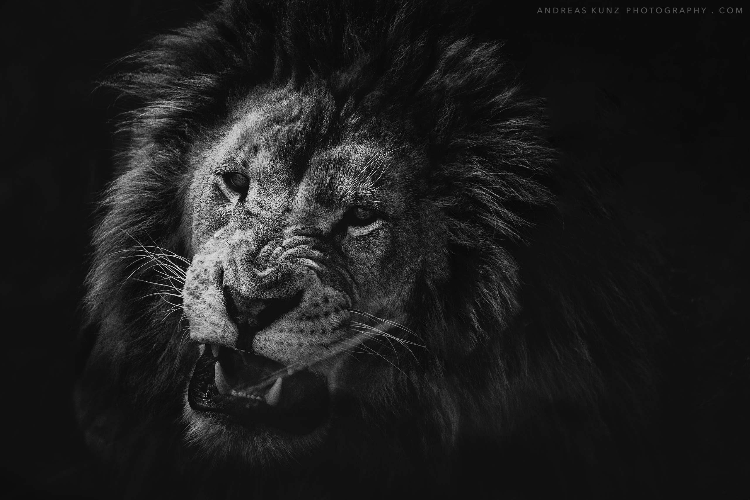 Lion Black White Angry