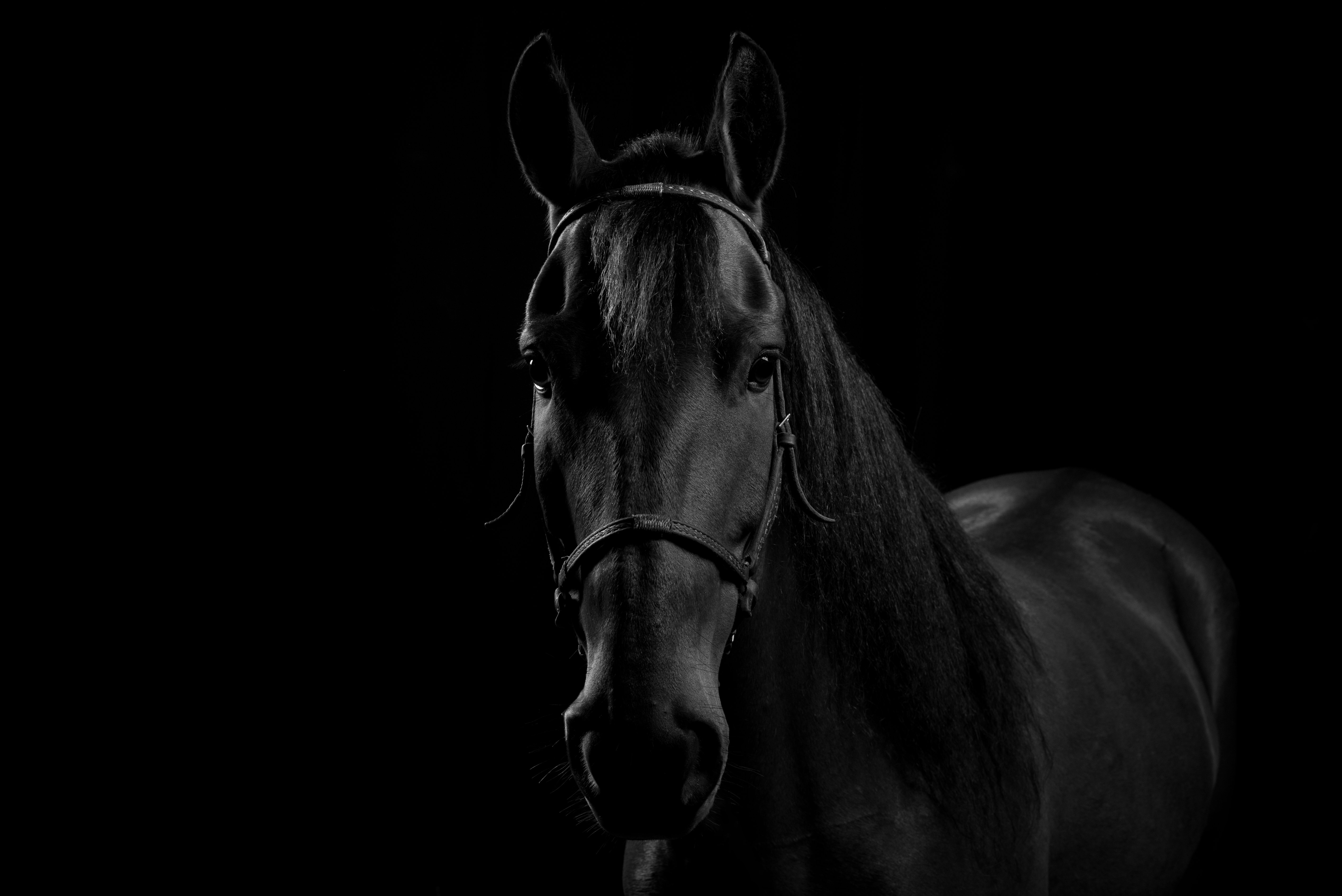 Черный конь на черном фоне