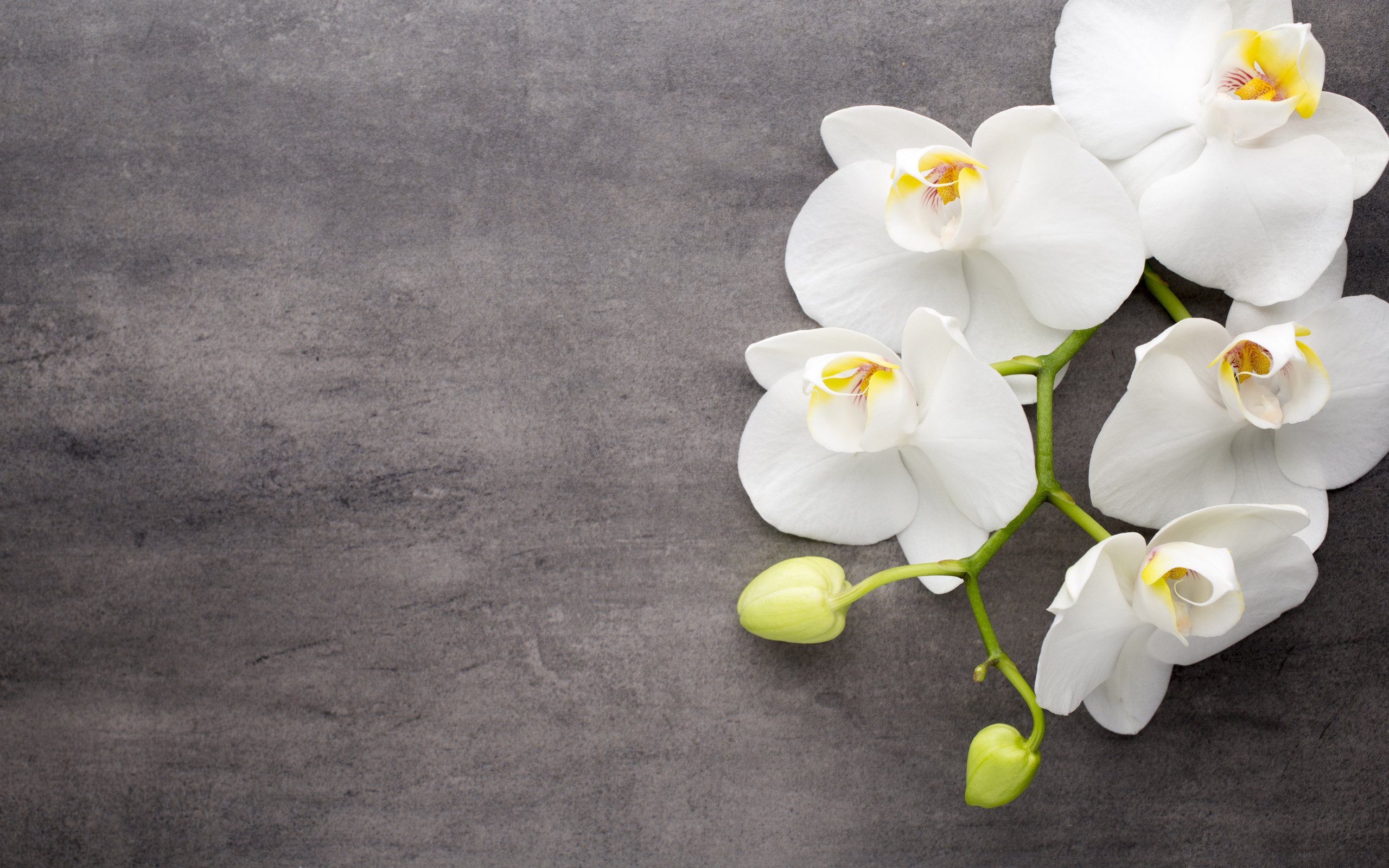 Орхидея на белом фоне