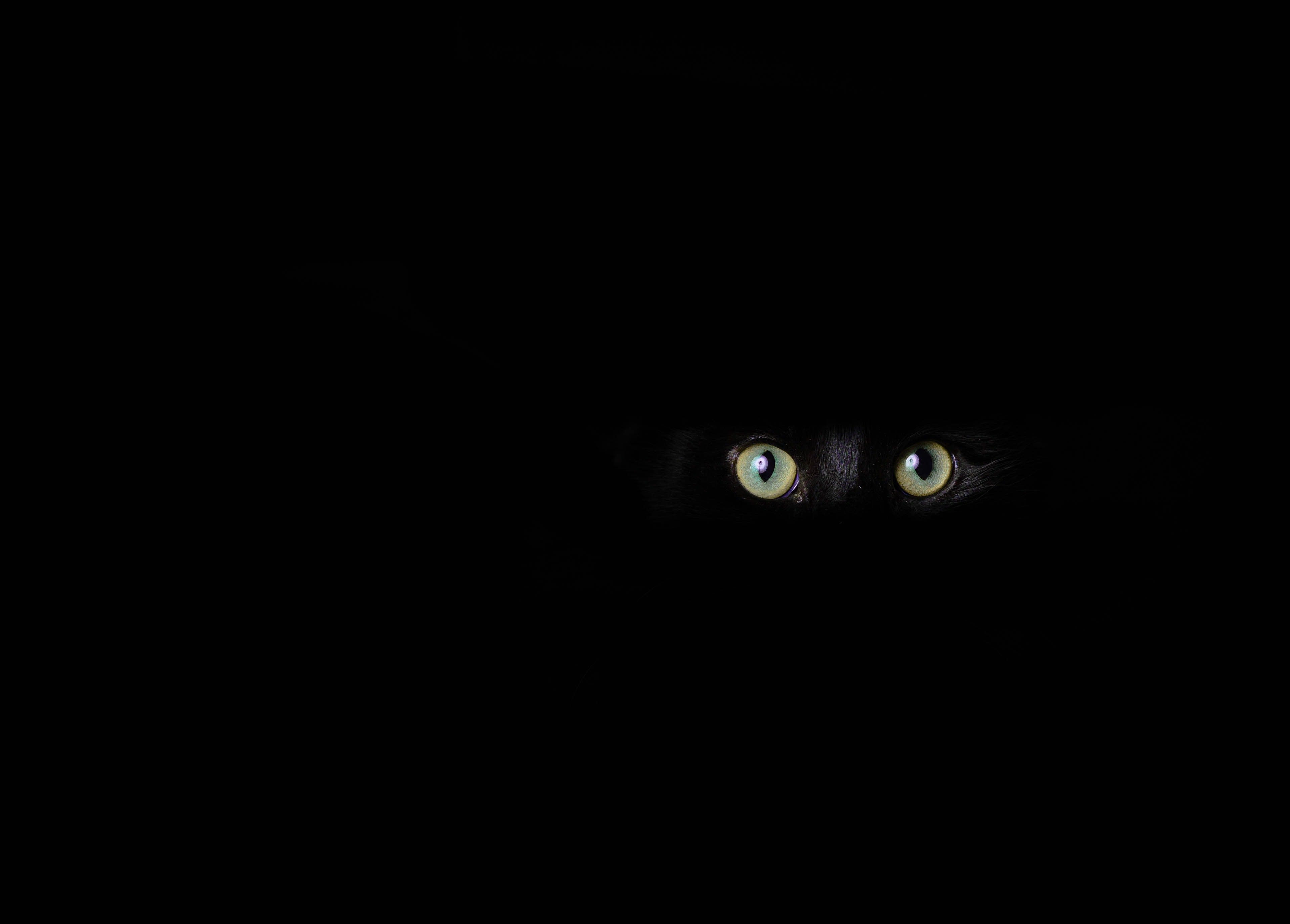 В темноте 34. Черный кот в темноте. Кошачий глаз. Глаза на черном фоне. Глаза кота на черном фоне.