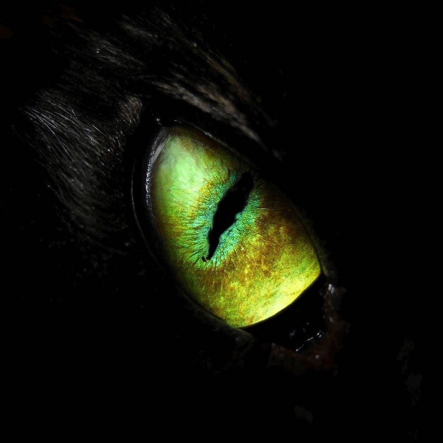 Зеленые глаза в темноте