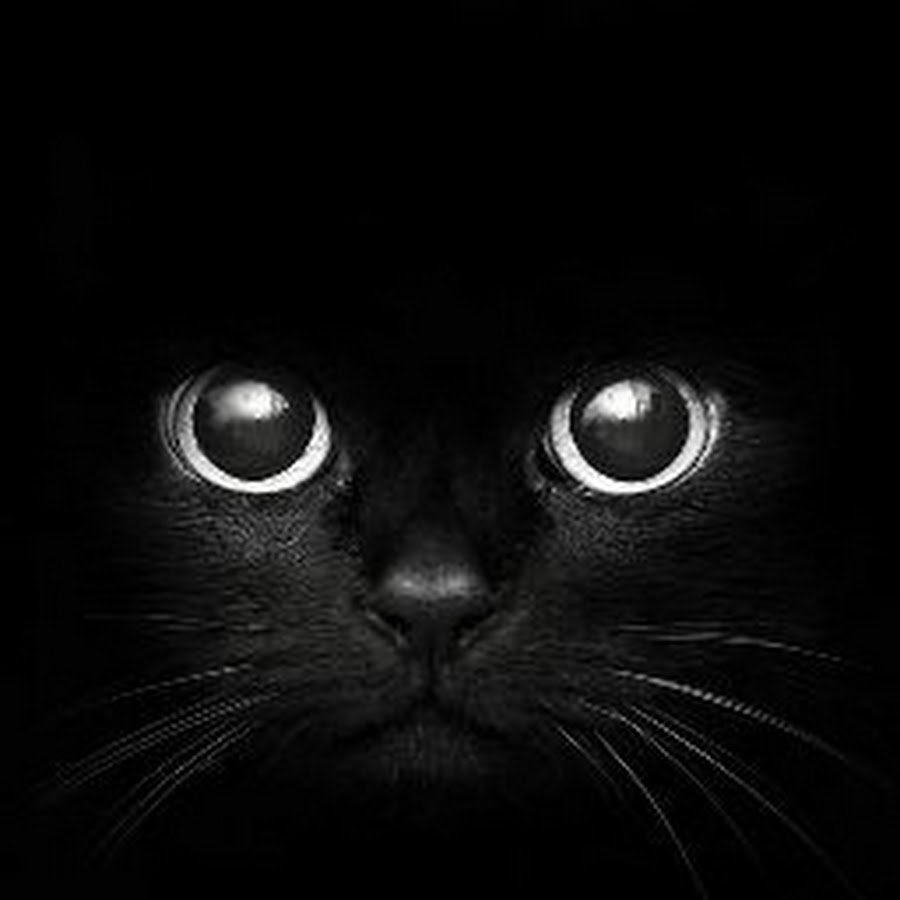 Черные фоны с котами