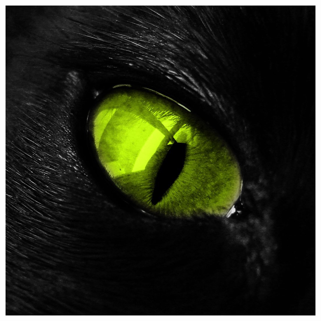 Черный зеленый глазками. Глаза кошки. Чёрный кот с зелёными глазами. Кошачий глаз зеленый. Черный кон с зелёными глазами.