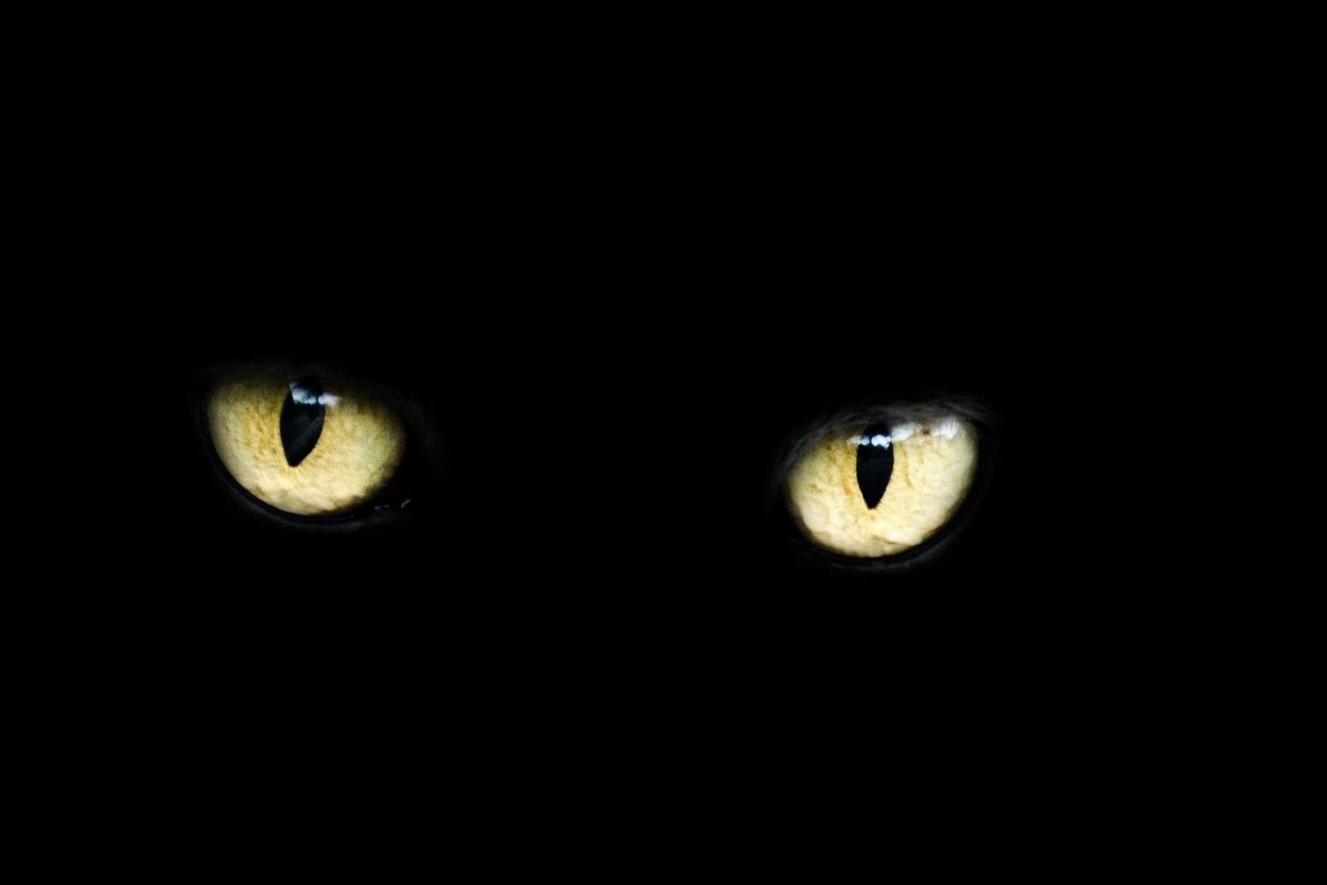 Обои глазки. Кошачьи глаза в темноте. Глаза в темноте. Два глаза в темноте. Глаза кошки.