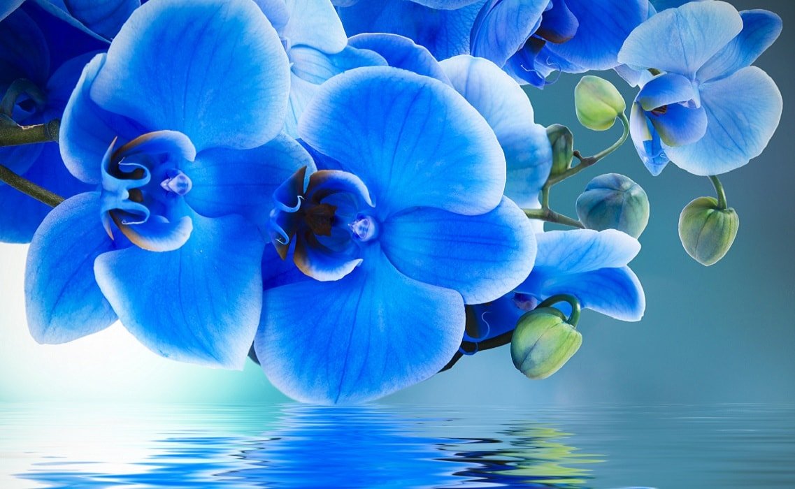 Голубые цветы рисунок