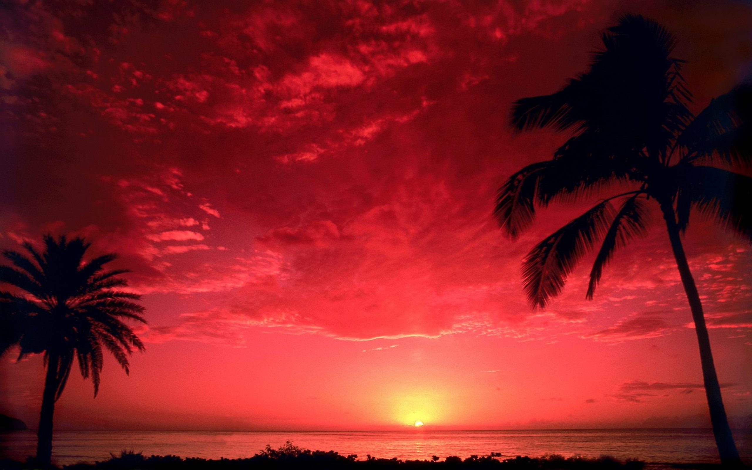 Southern sun paul. Красный закат. Пальмы на закате. Красивый закат на море. Красная Пальма.