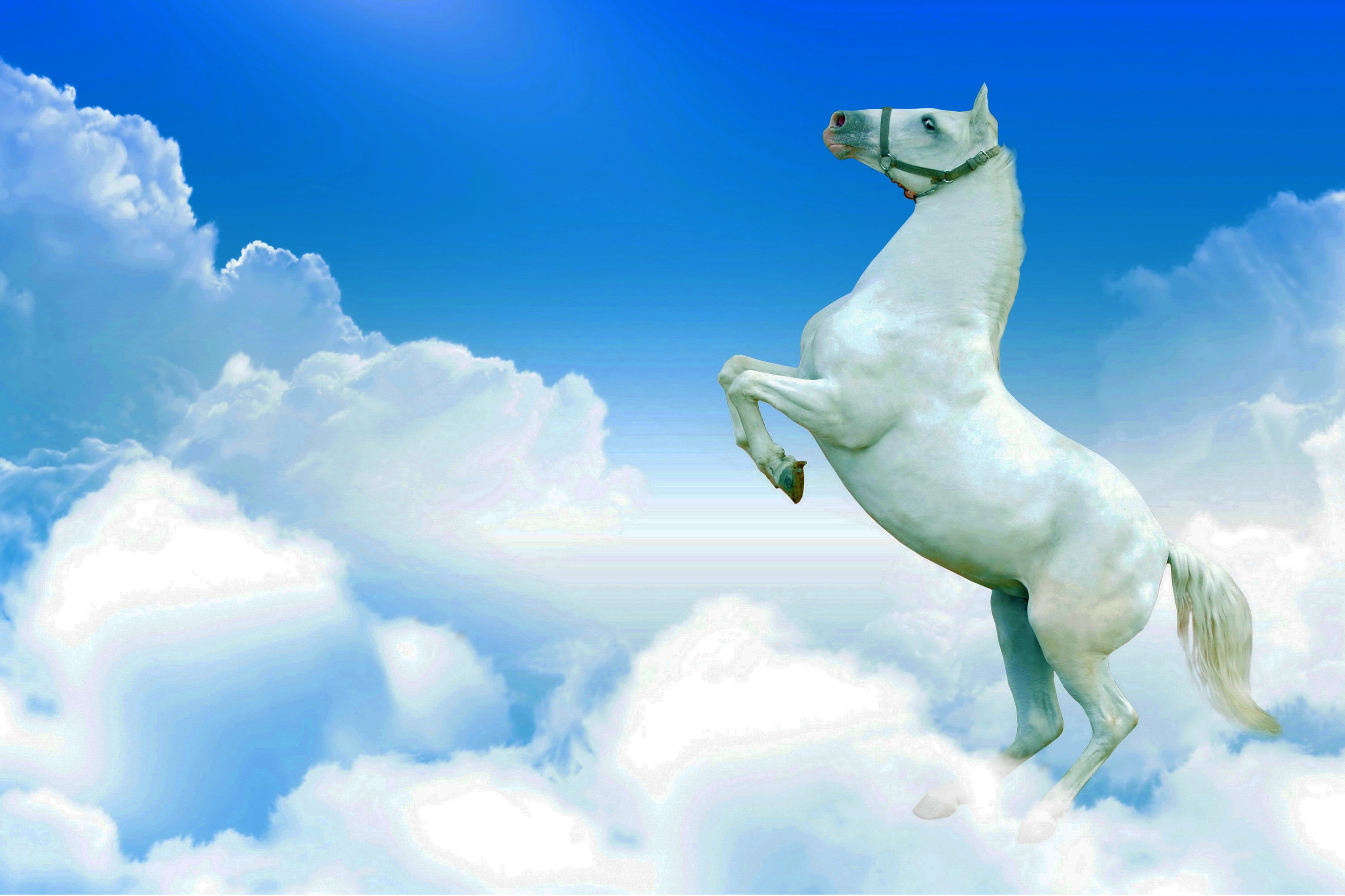 Фон лошадками. Белая лошадь. Фон лошади. Лошадь в облаках. Лошадь на фоне неба.