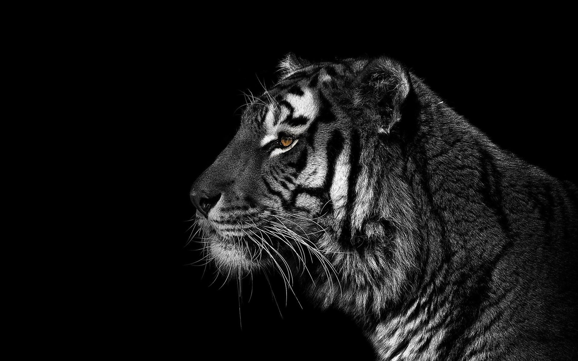 Заставка черный фон. Черный тигр. Животные на черном фоне. Тигр на темном фоне. Черные обои.