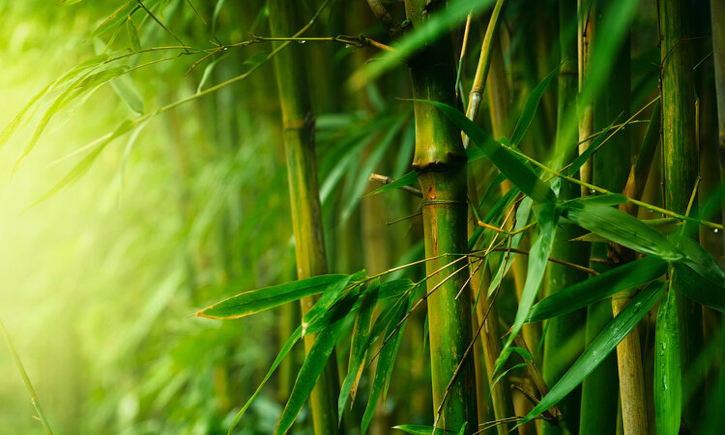 Геншин бамбук