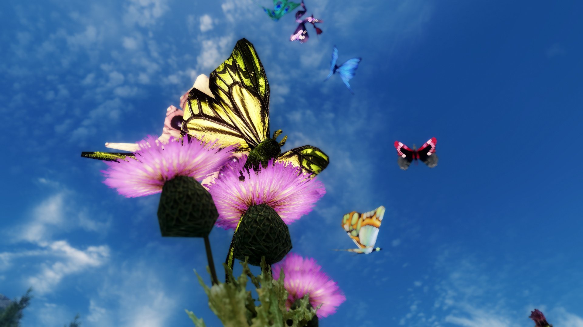 Видео бабочки летают. Бабочка. Бабочки над цветами. Порхающие бабочки. Бабочка порхает над цветком.
