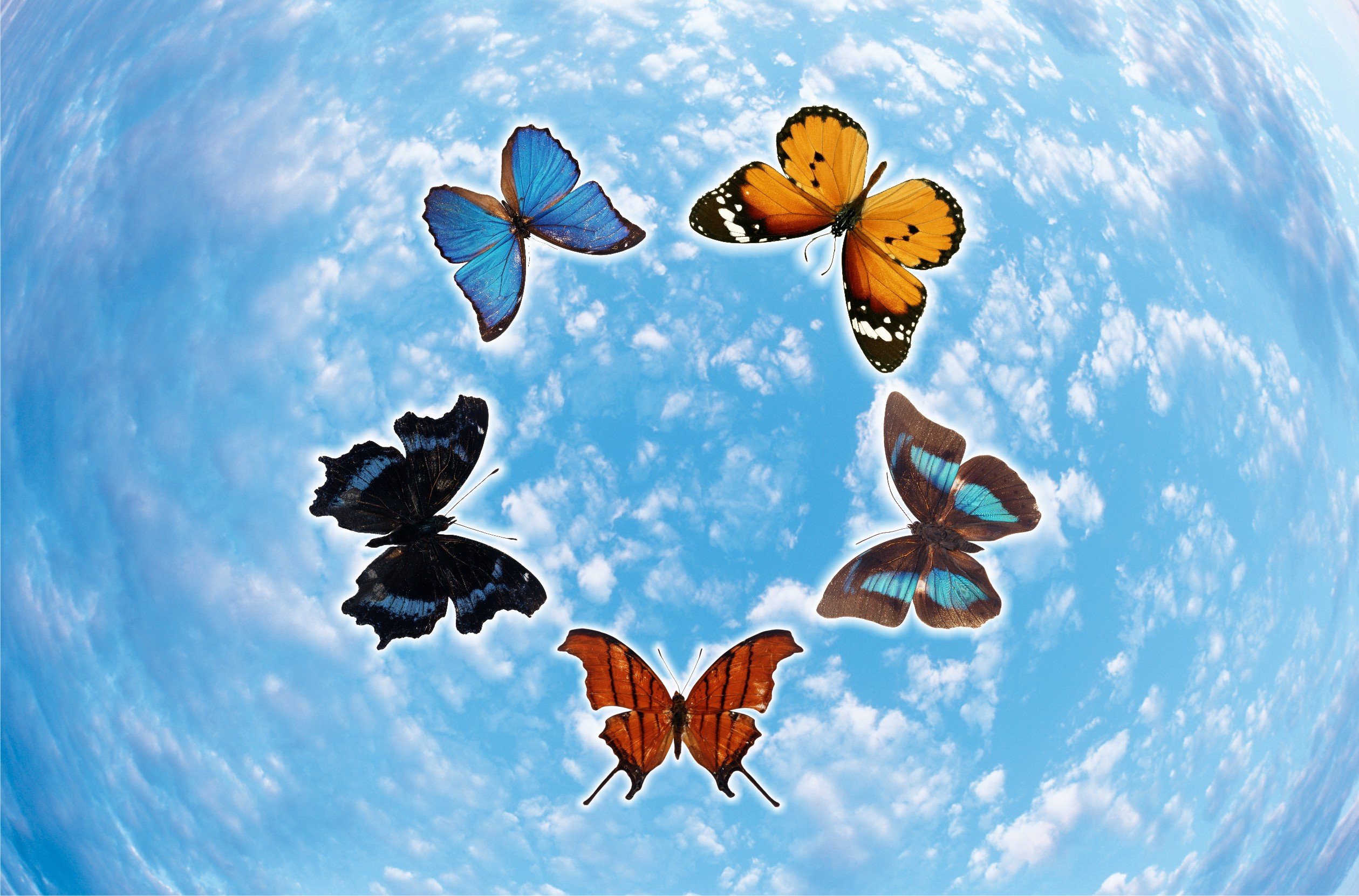 2 летающие бабочки. Бабочки. Много бабочек. Бабочки картинки. Порхающие бабочки.