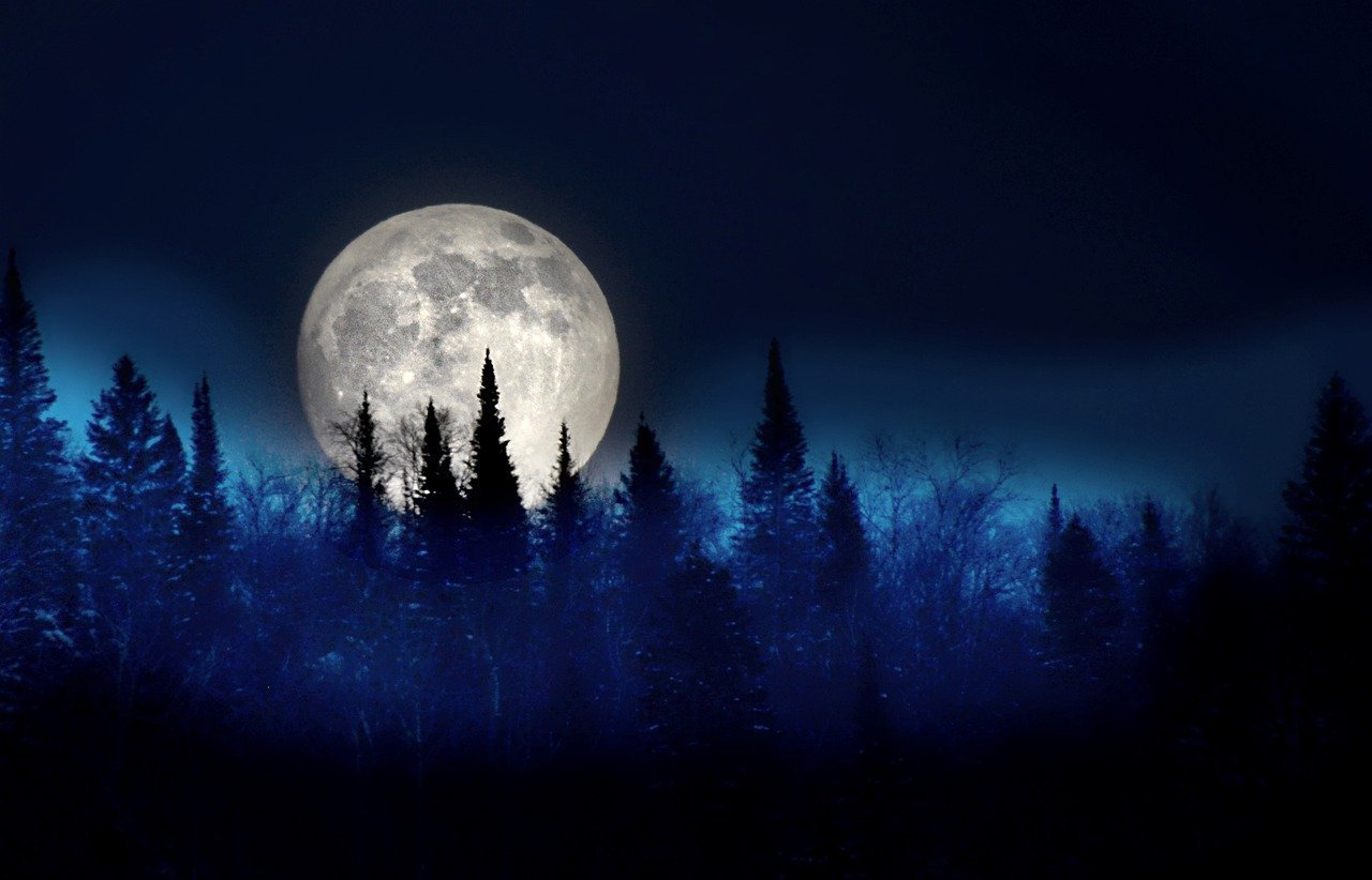 Полнолуние сильный. Ночной лес. Ночь лес Луна. Лунная ночь. Лунная ночь в лесу.