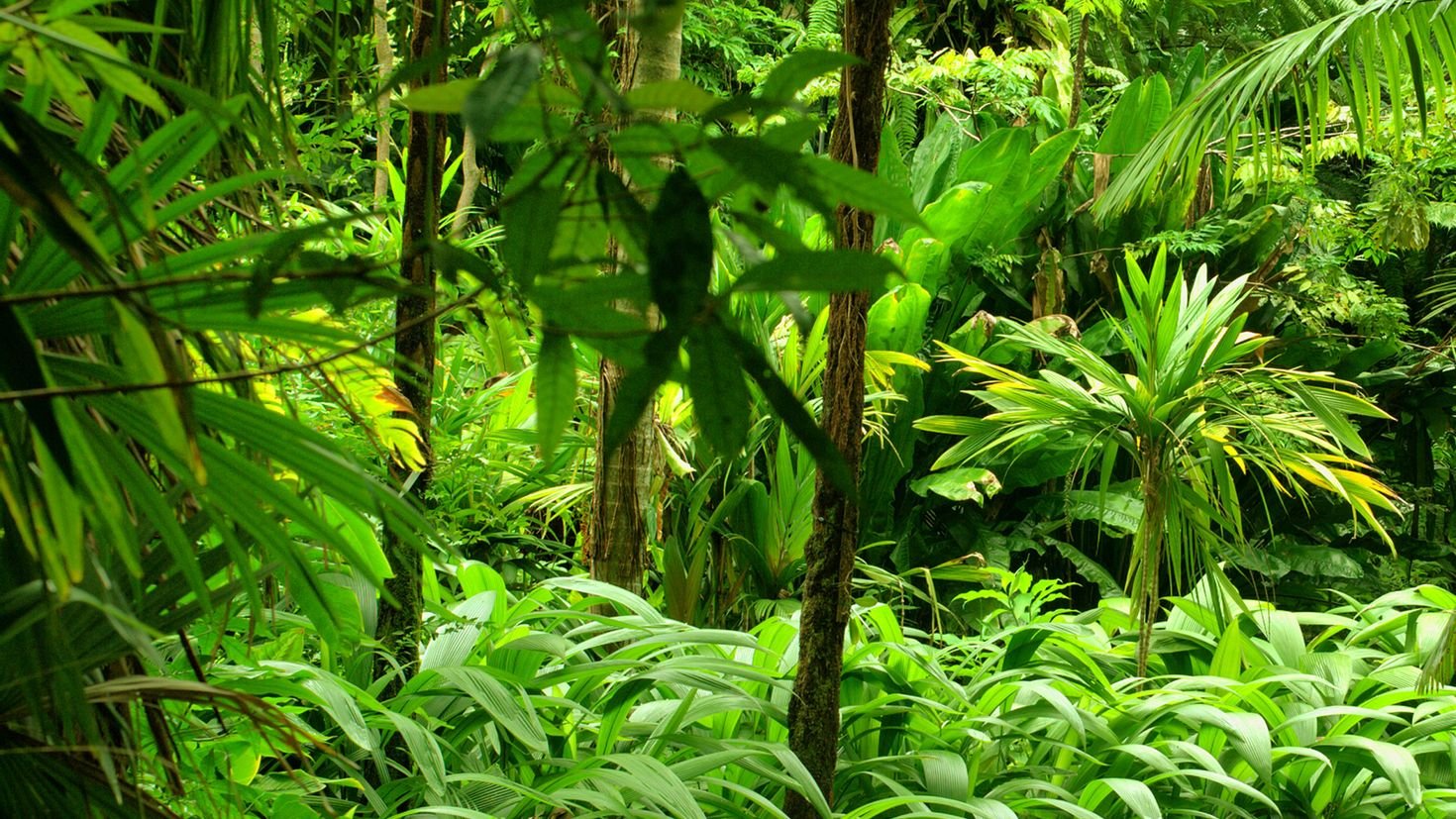 Панорама тропического леса
