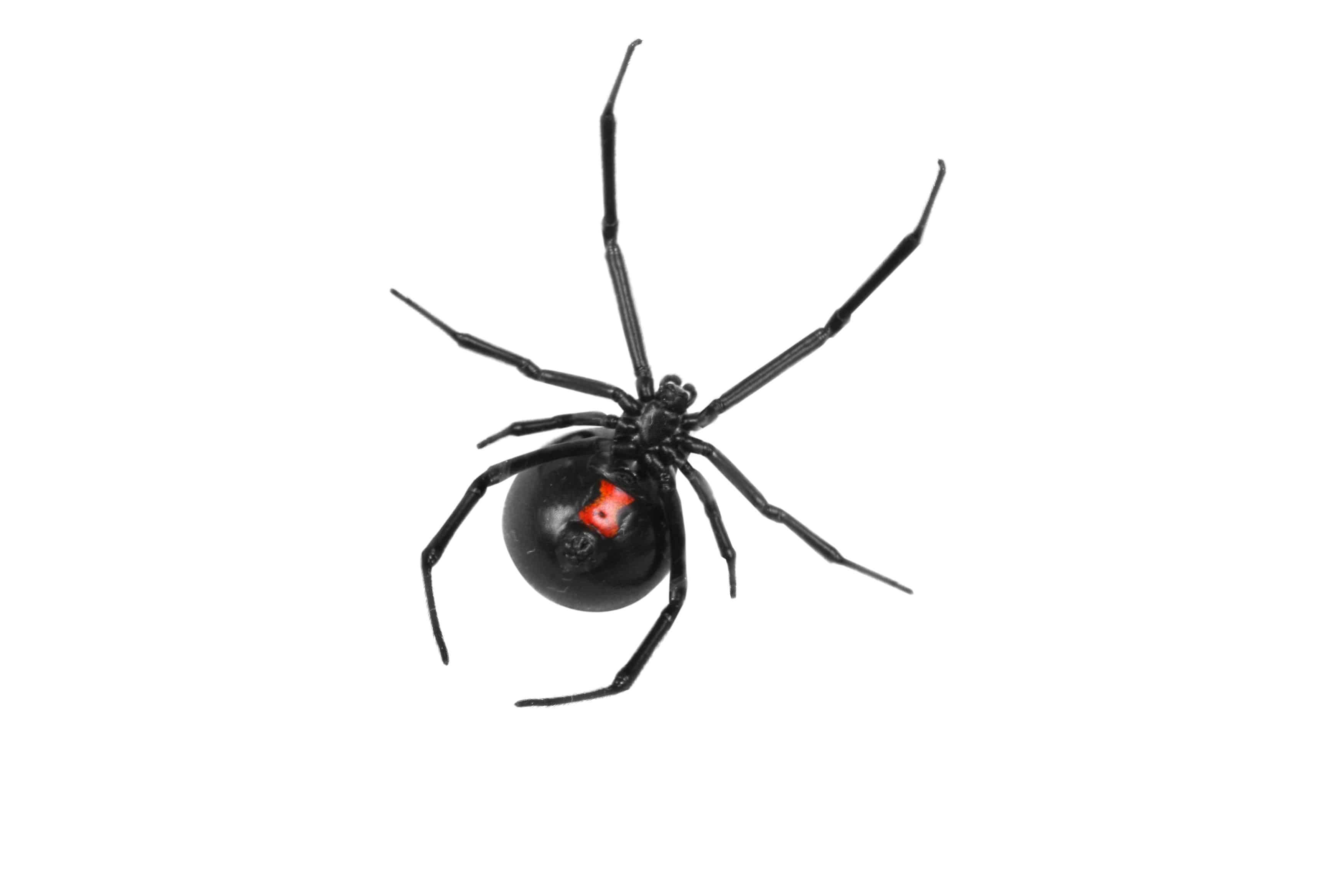 Черная вдова паук вид сбоку