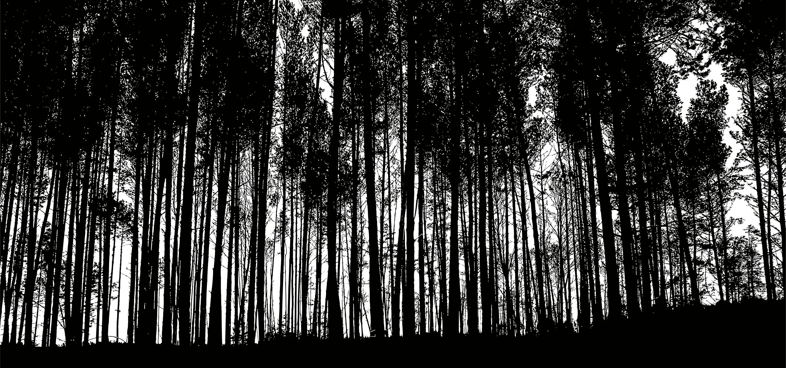 Силуэт темного леса