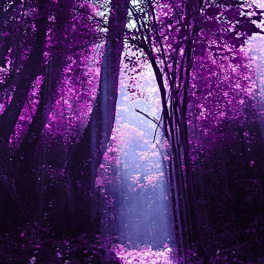 Фиолетовые объекты в природе