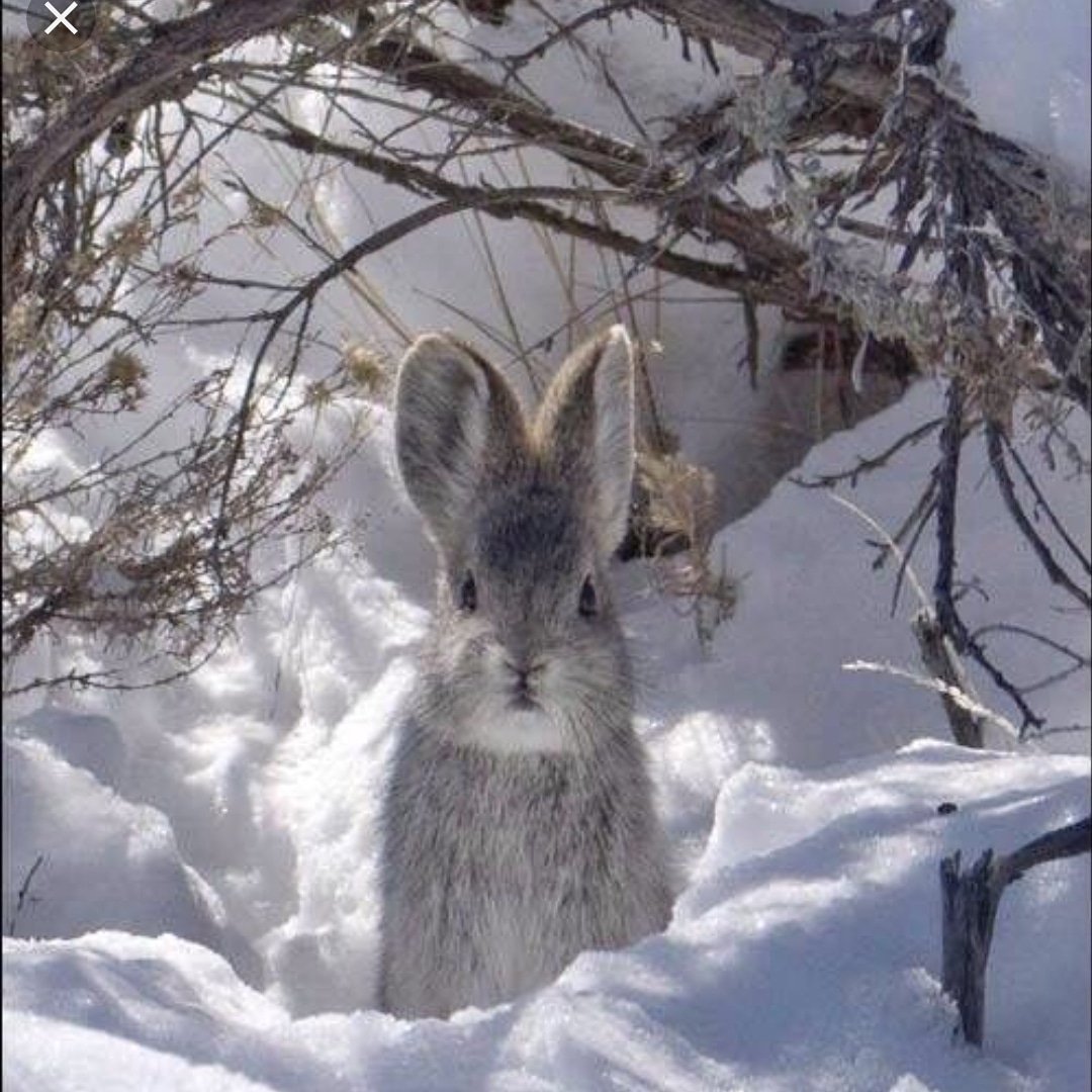 Зайка снегом. Баргузинский заповедник заяц Беляк. Заяц Беляк с зайчатами. Зимний заяц Беляк.
