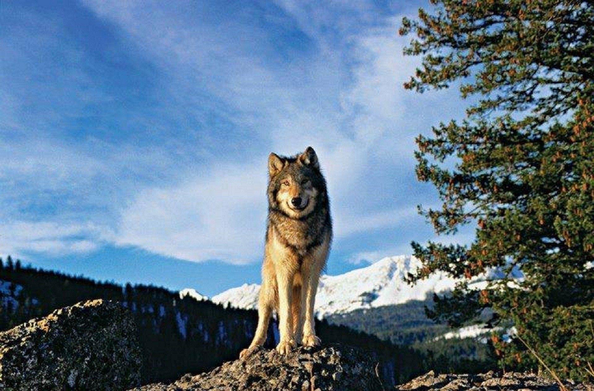 Хвойная волки