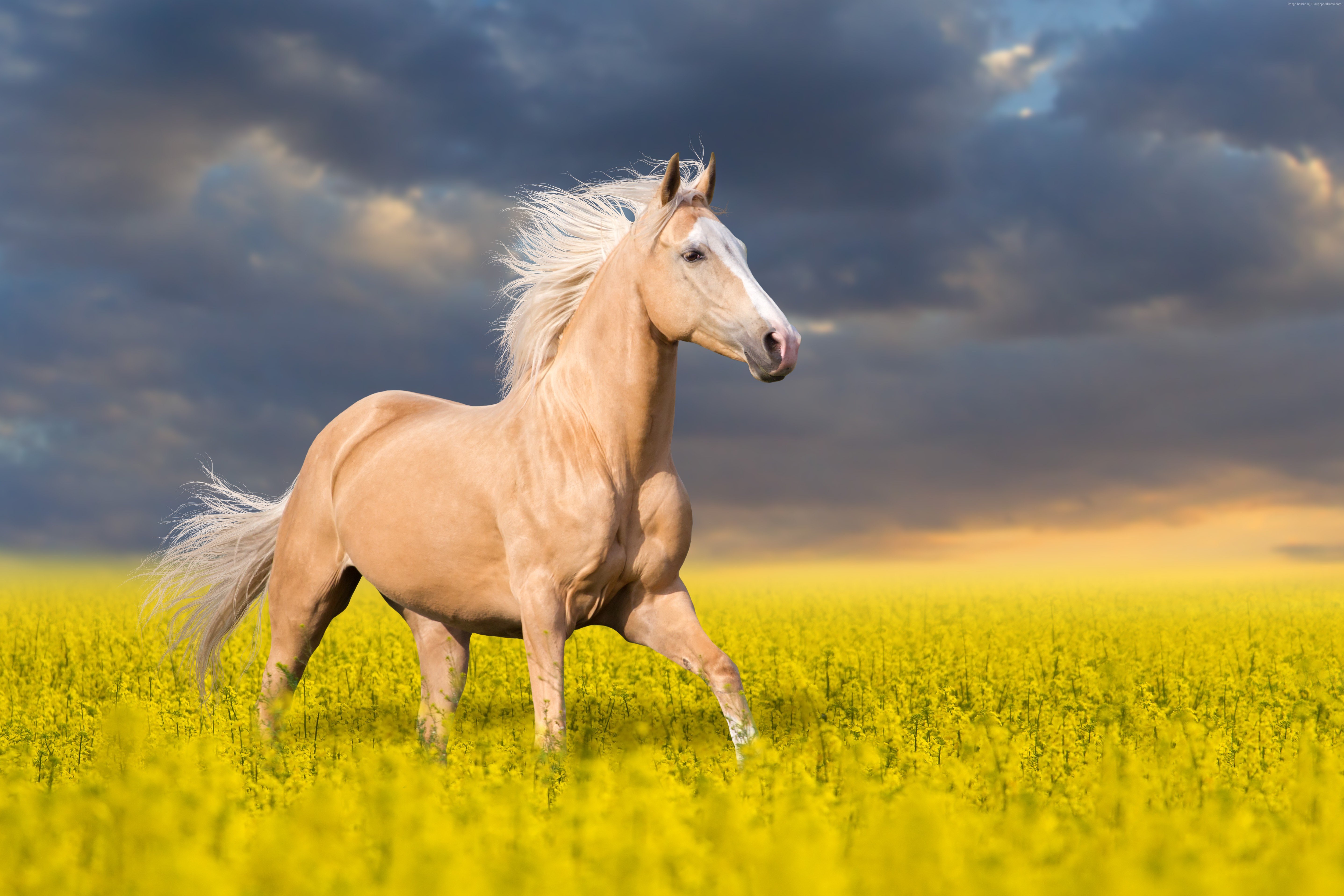 Желтая лошадка. Красивые лошади. Лошадь в поле. Лошадь скачет. Обои лошади.