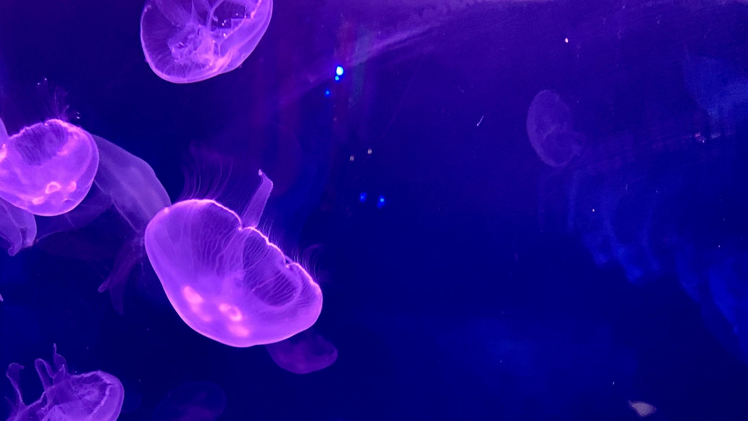 Медуза на синем фоне