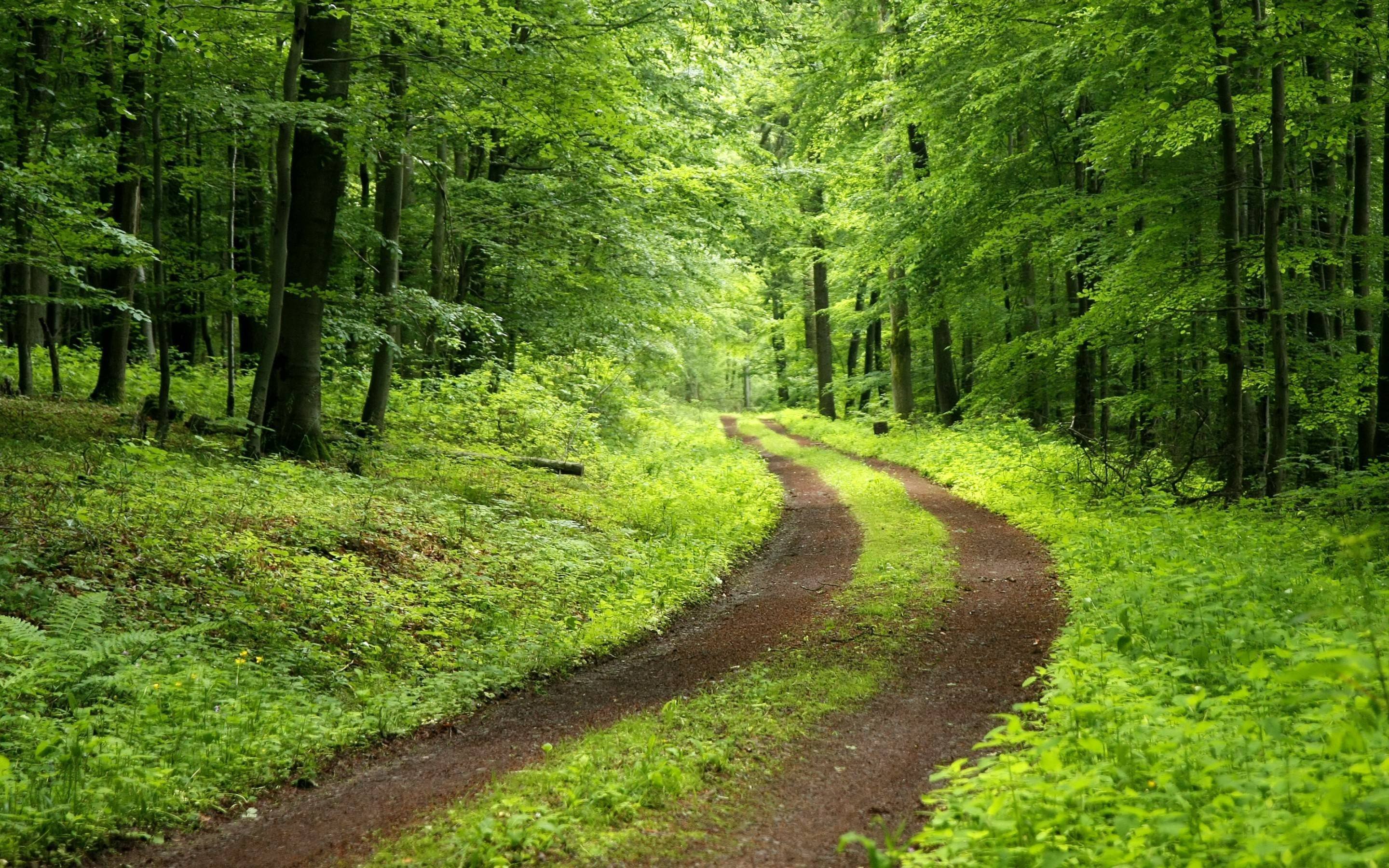 Дорога в лесу летом